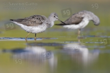 Greenshank