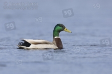 Mallard