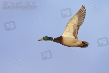 Mallard