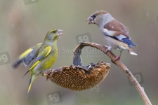Hawfinch and a Greenfinch