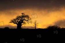 Baobab tree at sunrise