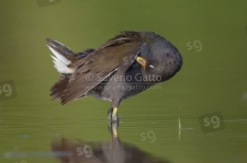 Common Moorhen