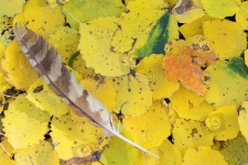 Tawny Owl feather on yellow leaves