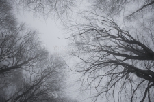 Birches in the fog