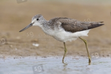 Greenshank