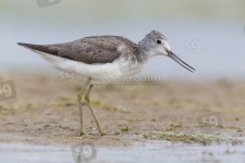 Greenshank