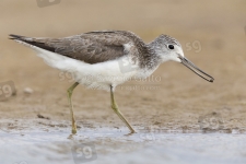 Greenshank