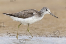 Greenshank