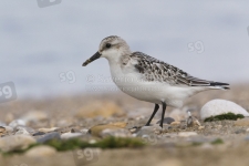 Sanderling