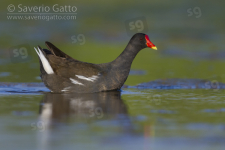 Common Moorhen