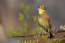 Yellowhammer