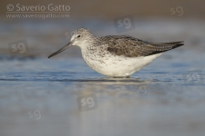 Greenshank