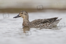 Garganey