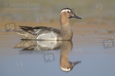 Garganey