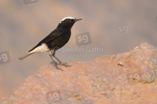 White-crowned Wheatear