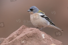 Common Chaffinch