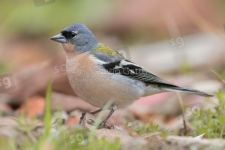 Common Chaffinch