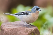 Common Chaffinch