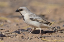 Desert Sparrow