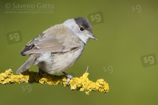 Eurasian Blackcap