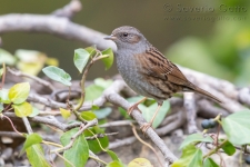 Dunnock