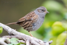 Dunnock