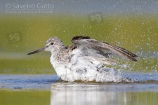 Greenshank