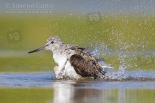 Greenshank