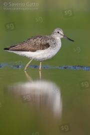 Greenshank