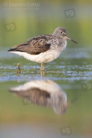 Greenshank