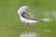 Greenshank