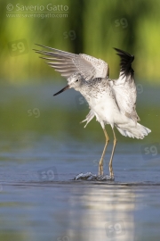 Greenshank