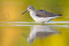 Greenshank