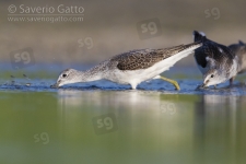 Greenshank