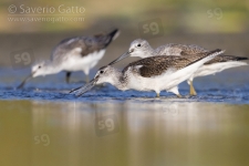 Greenshank