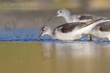 Greenshank