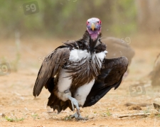 Lappet-faced vulture