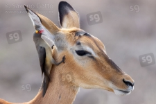 Impala and Red-billed Oxpecker