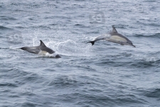Long-beaked Common Dolphin