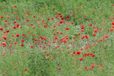 Common Poppies