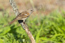 Southern Grey-headed Sparrow
