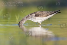 Greenshank