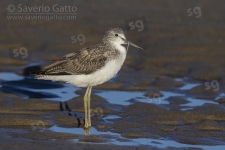 Greenshank