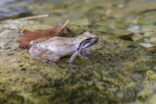 Italian Stream Frog