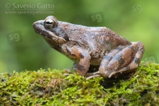 Italian Stream Frog