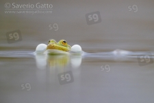 Italian Pool Frog