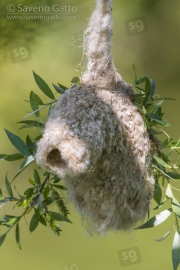 Nest of Eurasian Penduline Tit
