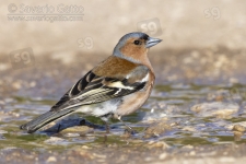 Common Chaffinch