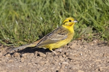 Yellowhammer